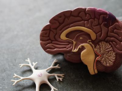 Model of brain and neuron